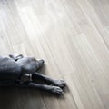 Weimaraner sleeping on wood floor