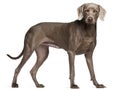 Weimaraner, standing in front of