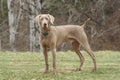 Weimaraner Royalty Free Stock Photo