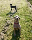Weimaraners Royalty Free Stock Photo