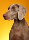 Weimeraner Royalty Free Stock Photo