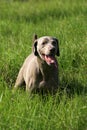 Weimeraner dog in long green grass Royalty Free Stock Photo