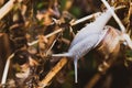 Roman snail crawling over dead plant Royalty Free Stock Photo