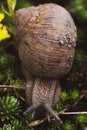 Dirty roman snail closeup macro Royalty Free Stock Photo