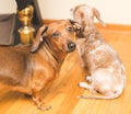 Weiner dog looking at camera Royalty Free Stock Photo