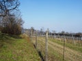 Vineyard in early spring. Royalty Free Stock Photo