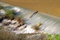 Weir to irrigate