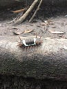 Weird Bug Brazil