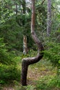 A weird crooked tree in the forest Royalty Free Stock Photo