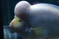 Weird fish shot through the glass of a tank at the aquarium.