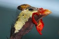 Weird head with casque and red wattles of a helmeted guineafow in profile view