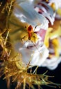 Weird insect on flowering passion flower blossoms close-up. Swamp or river wild passiflora or passion vines and a bug. Royalty Free Stock Photo