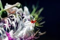 Weird insect on flowering passion flower blossoms close-up. Swamp or river wild passiflora or passion vines and a bug. Royalty Free Stock Photo