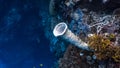 Weird looking coral hangs in an underwater cliff