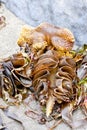 Weird looking sea weed, Ireland