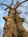 Weird Looking Tree at sunset.