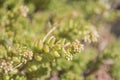 Weird macro detailed green plant