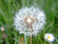 Weird meadow grass