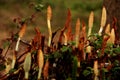 Weird plants in the Forest Royalty Free Stock Photo