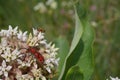 Weird Red Beetle with Black spots on little white Flowers Royalty Free Stock Photo