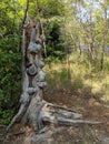 Weird Tree stump Royalty Free Stock Photo