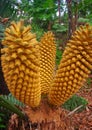 Weird tropical plants with unusual colorful fruits