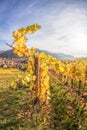 Weissenkirchen village with autumn vineyards in Wachau valley, Austria Royalty Free Stock Photo