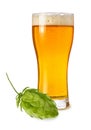 Weizen glass with wheat light beer with foam and bubbles and green hops plants cone isolated on white background Royalty Free Stock Photo