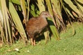 Weka