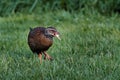 Weka bird carrying food on Royalty Free Stock Photo