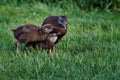 Weka bird familiy, mom feeding her babies. Flightless endemic New Zealand bird