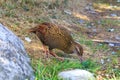 Weka bird