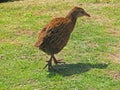 Weka bird New Zealand