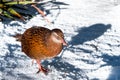 Weka bird standing on the snow in the winter season.Kahurangi National Park, New Zealand. I