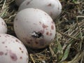 Weka egg hatching