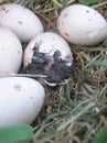 Weka egg hatching