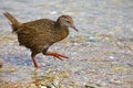 Weka, endemic bird of New Zealand