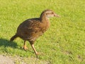 Weka Royalty Free Stock Photo