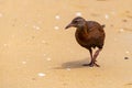 A Weka Foraging for Food on Stewart Island, New Zealand