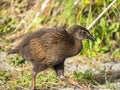 Weka in New Zealind