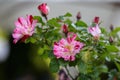 Wekroalt Rose, Fourth of July, Pink Striped Flowers