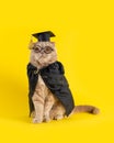 Welcome back to school poster. Funny cat dressed as professor on yellow background, close up. Greeting card, notebook design. Royalty Free Stock Photo