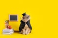 Welcome back to school poster. Funny cat schoolboy on yellow background, blackboard with copy space. Greeting card, notebook Royalty Free Stock Photo