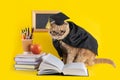 Welcome back to school poster. Funny cat student reading a book on yellow background. Greeting card, notebook design. Teather`s Royalty Free Stock Photo
