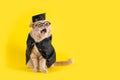 Welcome back to school poster. Funny cat student shouting on yellow background. Greeting card, notebook design. Teather`s Day, Royalty Free Stock Photo