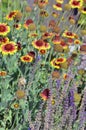 Cone flowers and lilac grass in the garden,welcome bees!