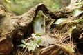 Fairy door, garden, nature