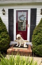 Welcome Home (Front Door w/Dog) Royalty Free Stock Photo