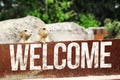 Welcome Merkat - ErdmÃÂ¤nnchen