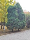 Welcome pine in late autumn park Royalty Free Stock Photo